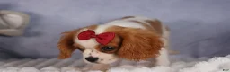 Cavalier King Charles Spaniel dogs for sale:  Nugget🐾 - Ad 5