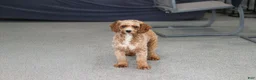 Cavapoo dogs for sale: Hunter - Ad 6
