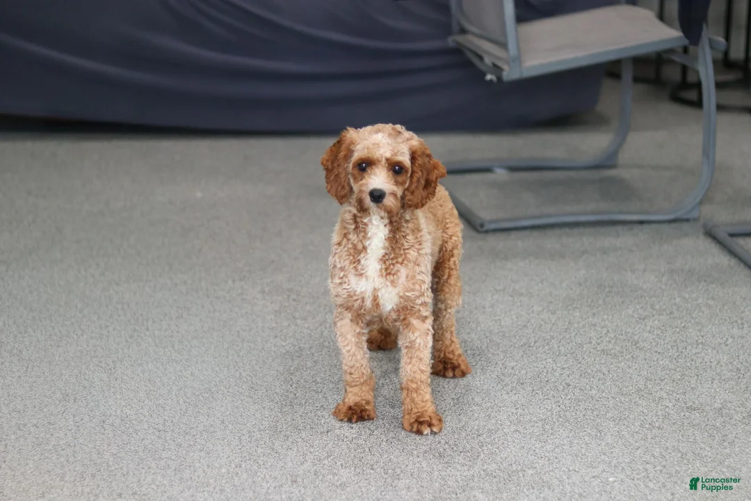 Cavapoo dogs for sale: Brody - Ad 14