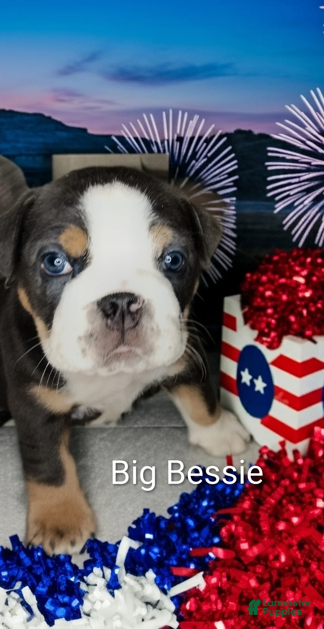 English Bulldog dogs for sale: Big Bessie - Ad 2