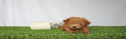 Toy Poodle dogs for sale: AKC Casey (tiny) - Ad 5