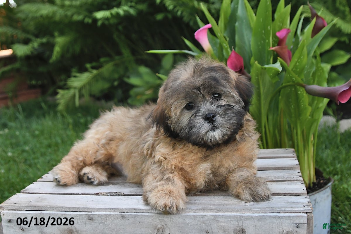 Teddy Bear dogs Jade - Ad 1