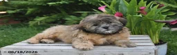 Teddy Bear dogs for sale: Jade - Ad 2