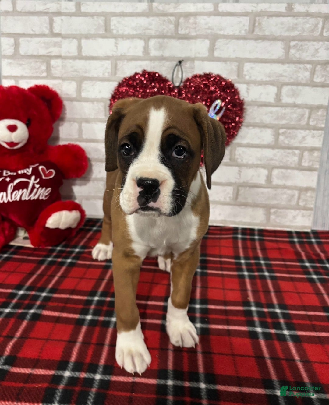 Boxer dogs for sale: Kobe - Ad 4