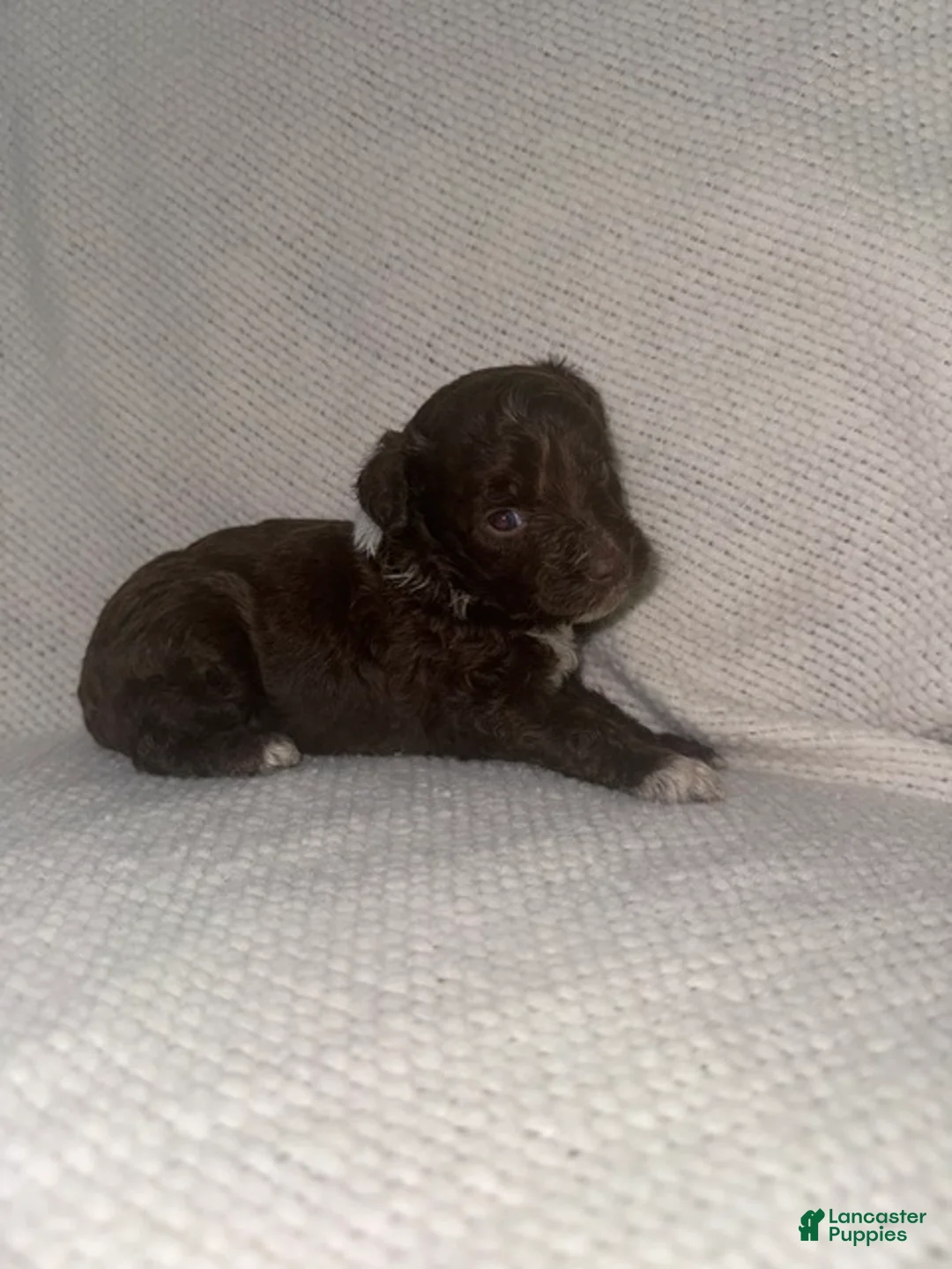 Mini Aussiedoodle dogs for sale: Mini Aussiedoodle Puppy 1 - Ad 2
