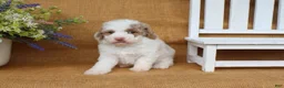 Cavapoo dogs for sale: Isabella - Ad 4
