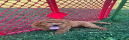 Cavapoo dogs for sale: Sunny - Ad 4