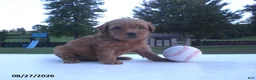 Yorkiepoo dogs for sale: George - Ad 12