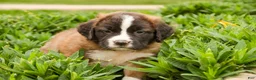 Saint Bernard dogs for sale: Wrenly - Ad 4