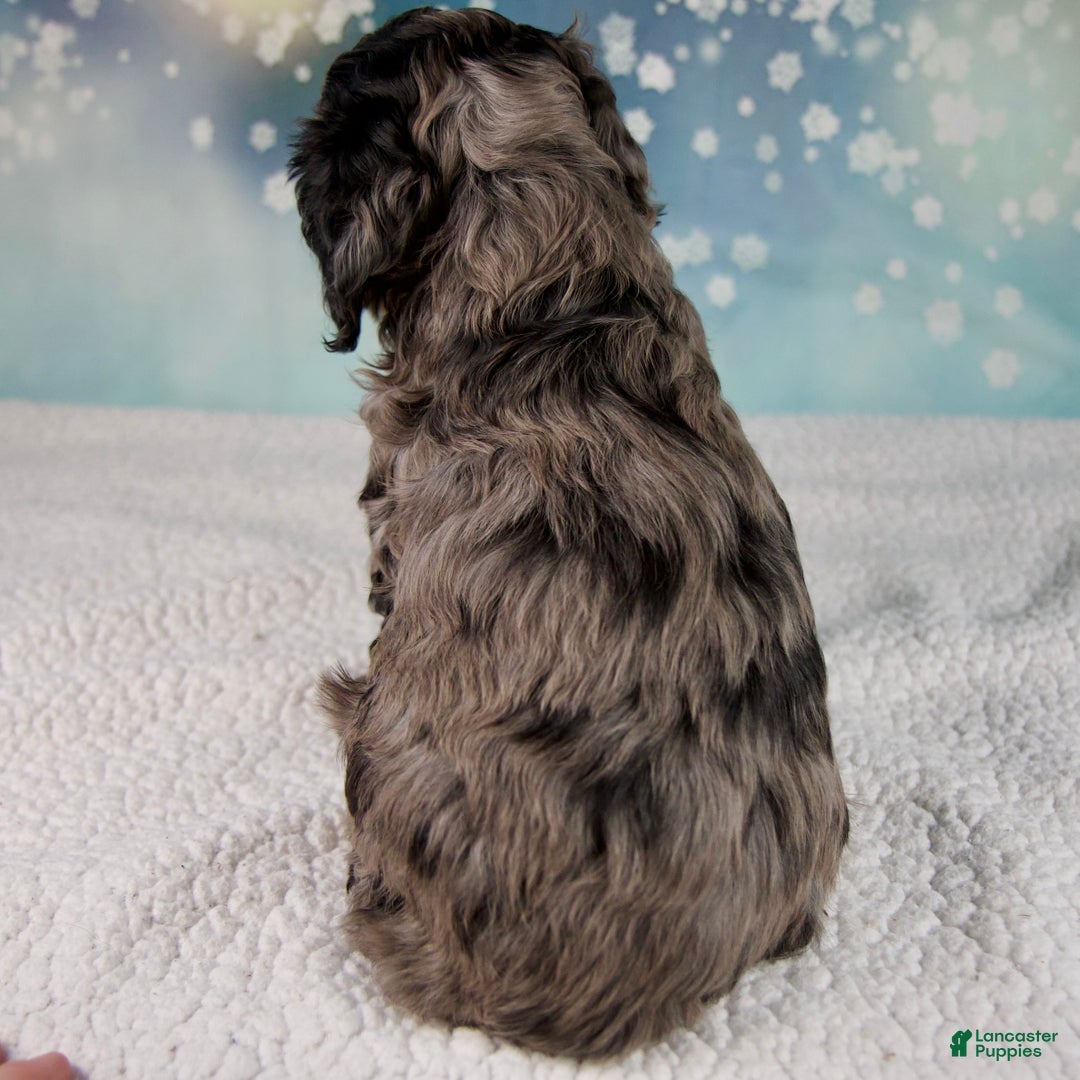 Cockapoo dogs for sale: Callie - Ad 9