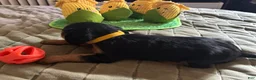 Cavalier King Charles Spaniel dogs for sale: Cavalier King Charles Spaniel Puppy 5 - Ad 6