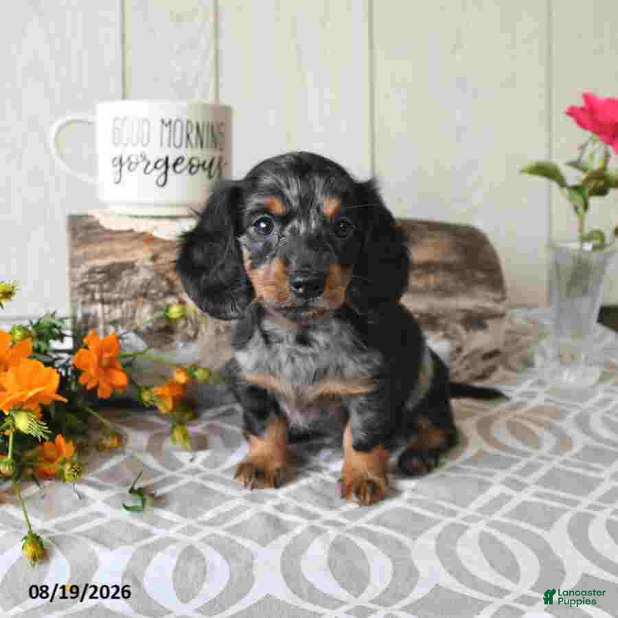 Miniature Dachshund dogs Tanya - Ad 1