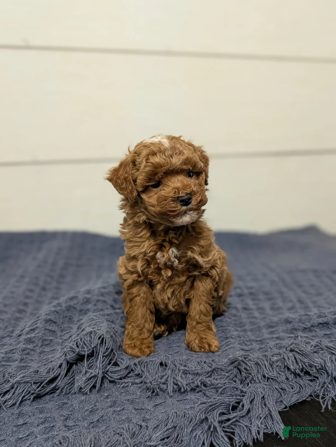 Toy Poodle dogs for sale: Snickerdoodle  - Ad 7