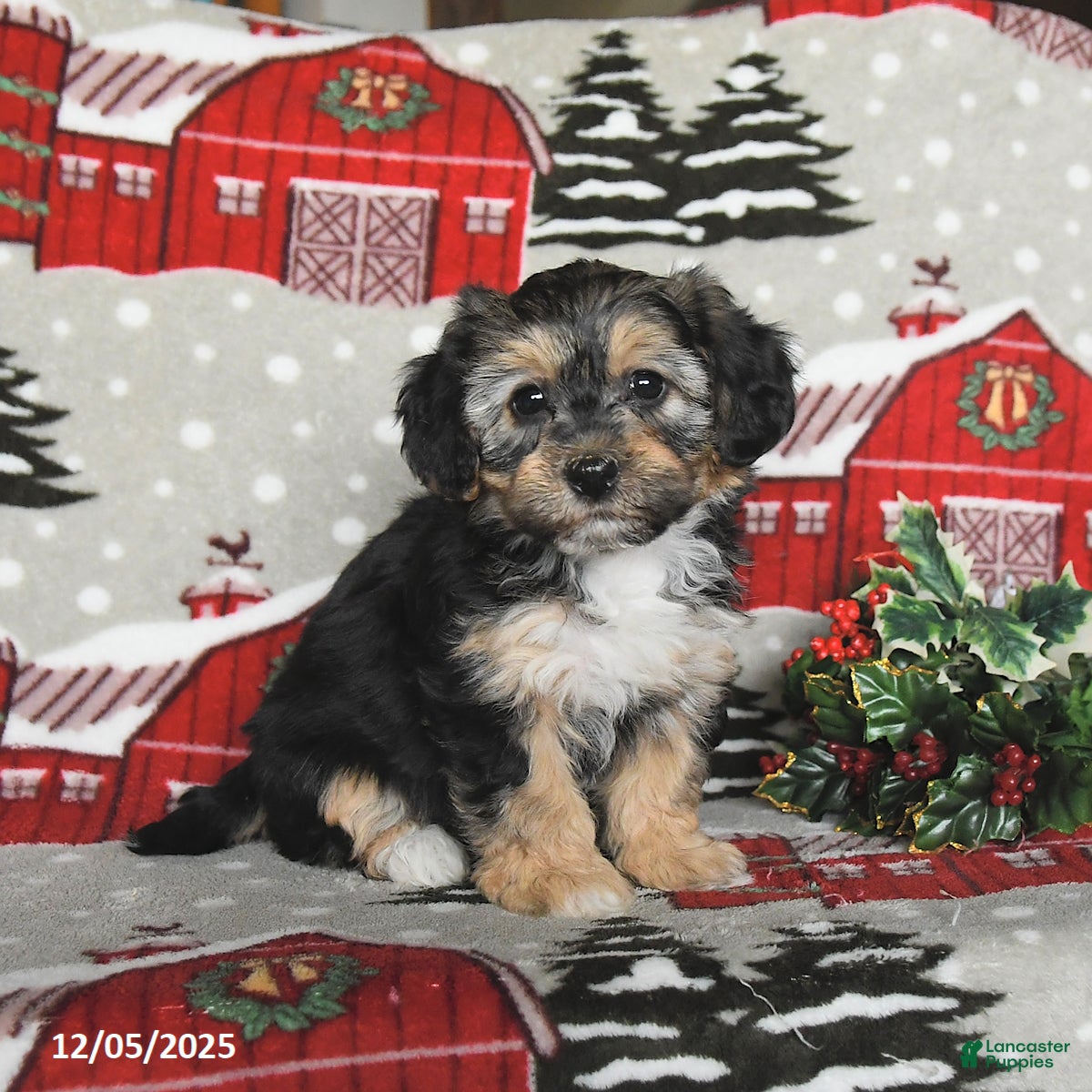 Maltipoo dogs Bunny - Ad 37