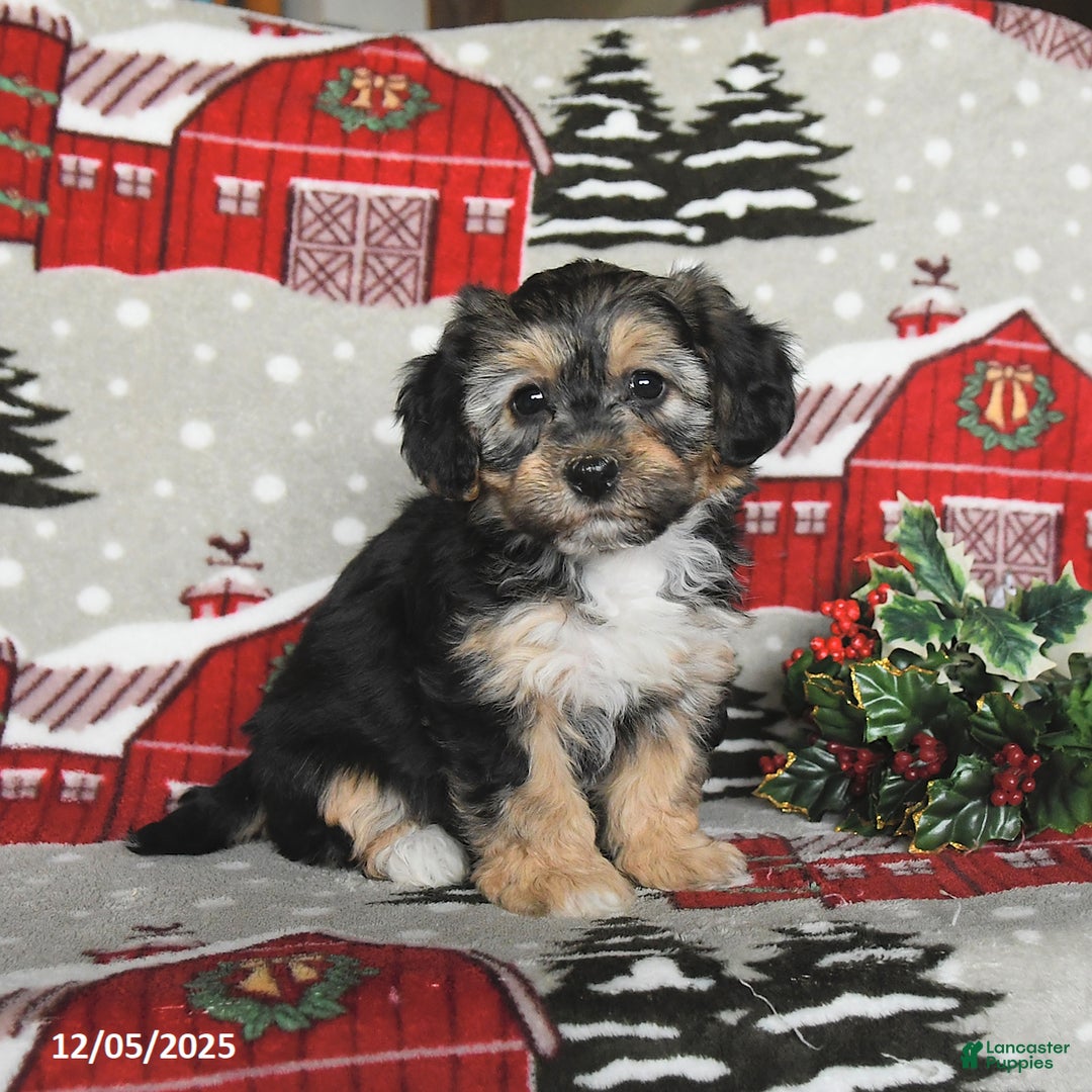 Maltipoo dogs for sale: Bunny - Ad 1