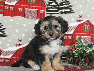 Maltipoo dogs Bunny - Ad 26