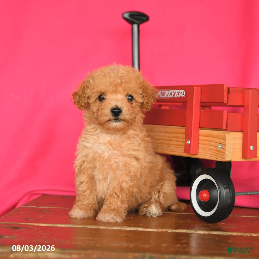 Maltipoo dogs Ozzy - Ad 1
