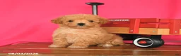 Maltipoo dogs for sale: Ozzy - Ad 1