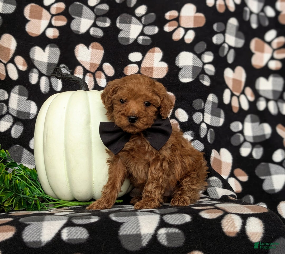 Toy Poodle dogs for sale: Tobie - Ad 5
