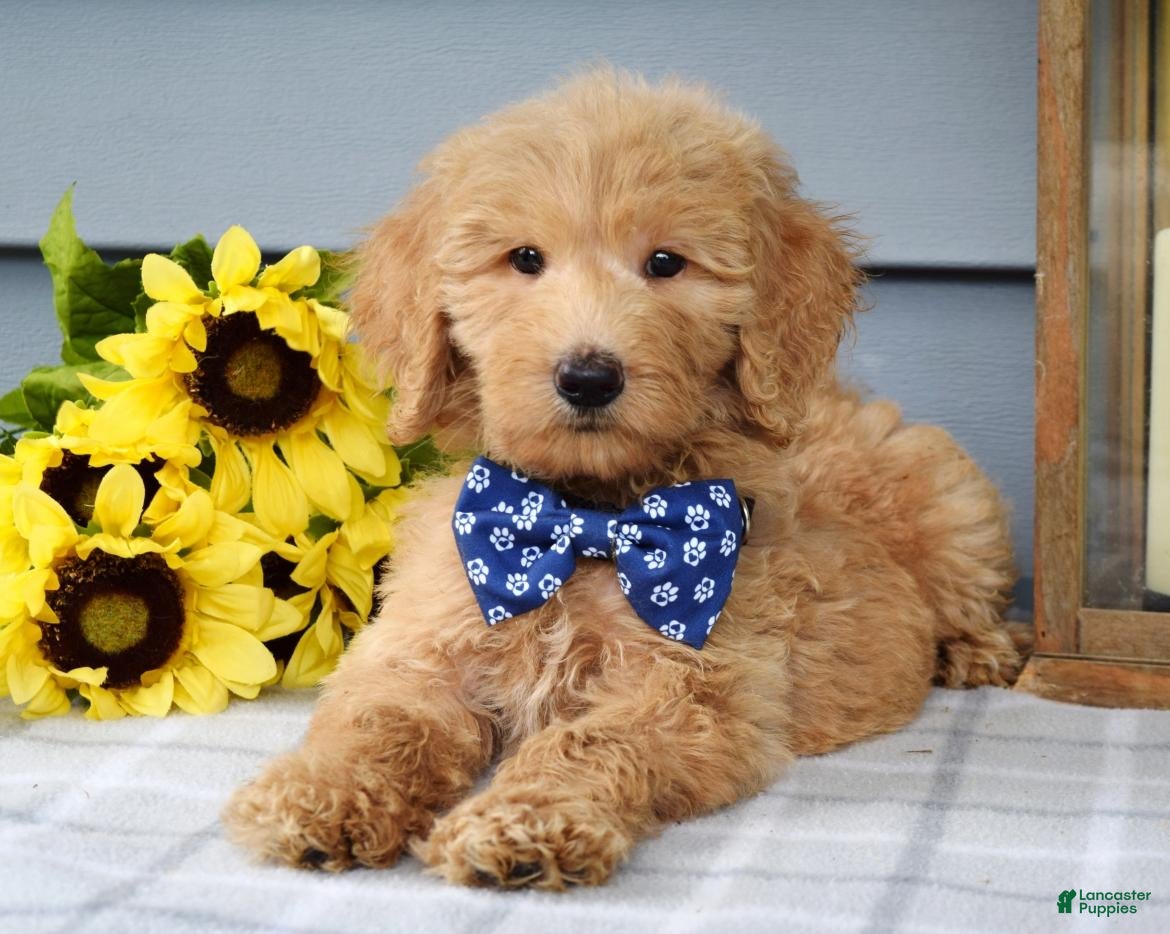 Goldendoodle dogs Felix - Ad 2