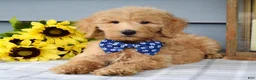Goldendoodle dogs for sale: Felix - Ad 2