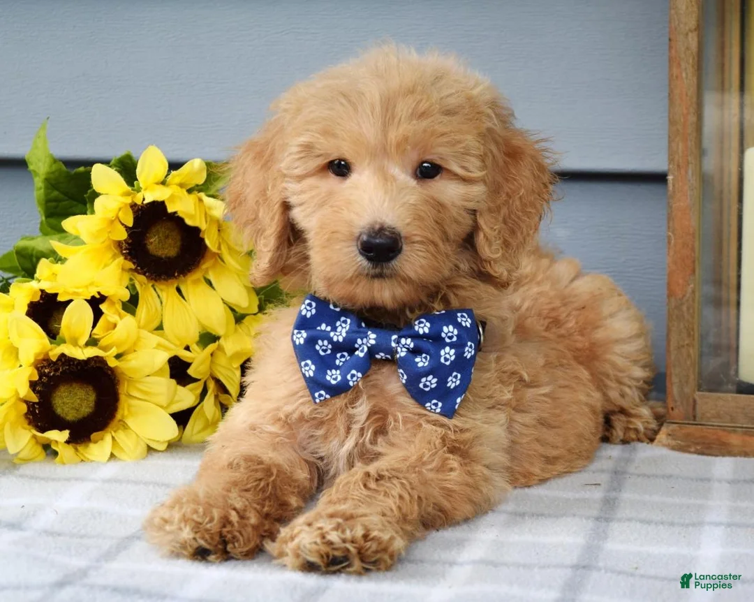 Goldendoodle dogs for sale: Felix - Ad 2