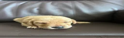Labrador Retriever dogs for sale: Little John - Ad 2