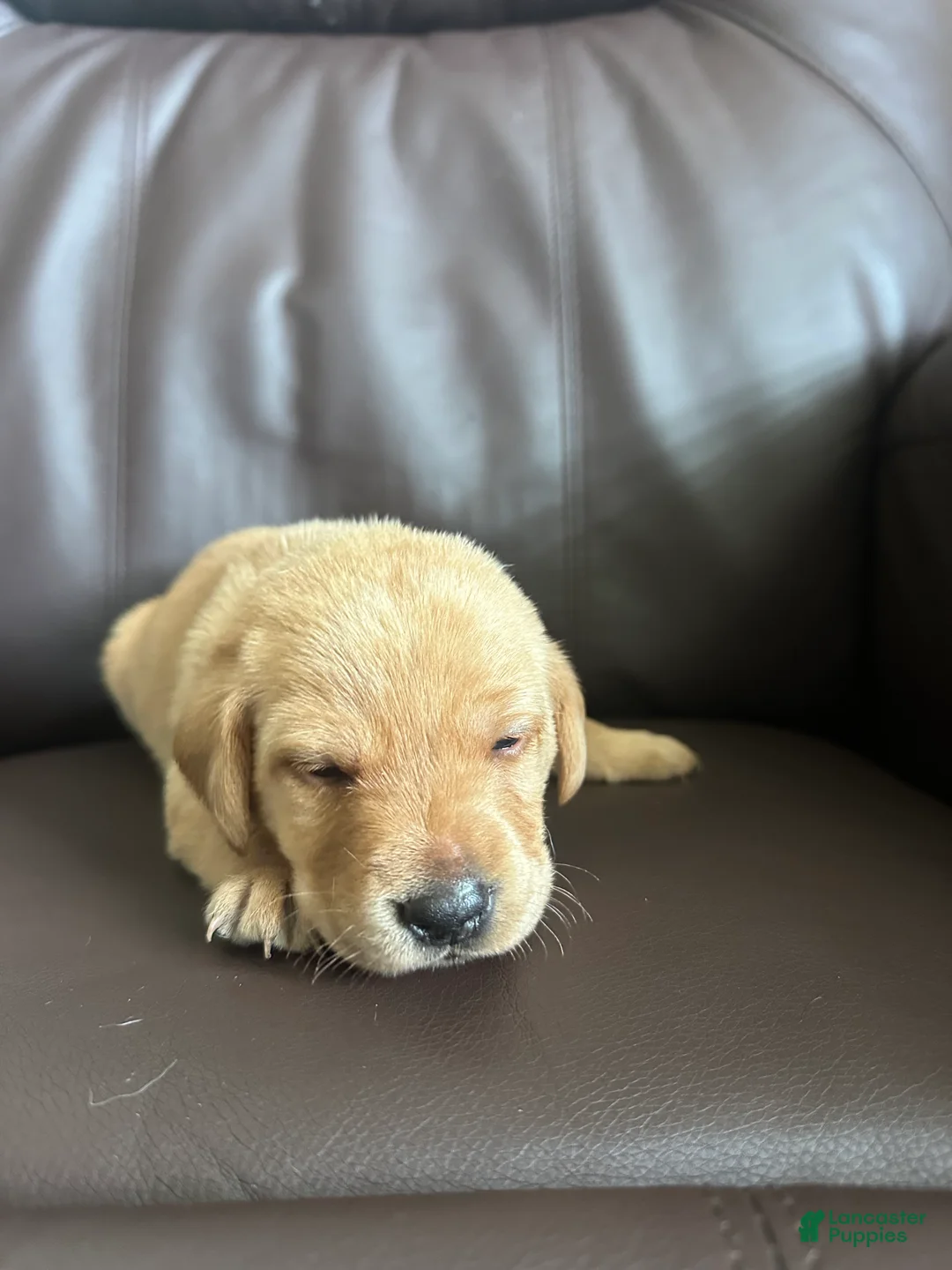 Labrador Retriever dogs for sale: Little John - Ad 2
