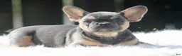 French Bulldog dogs for sale: Freddie  - Ad 14