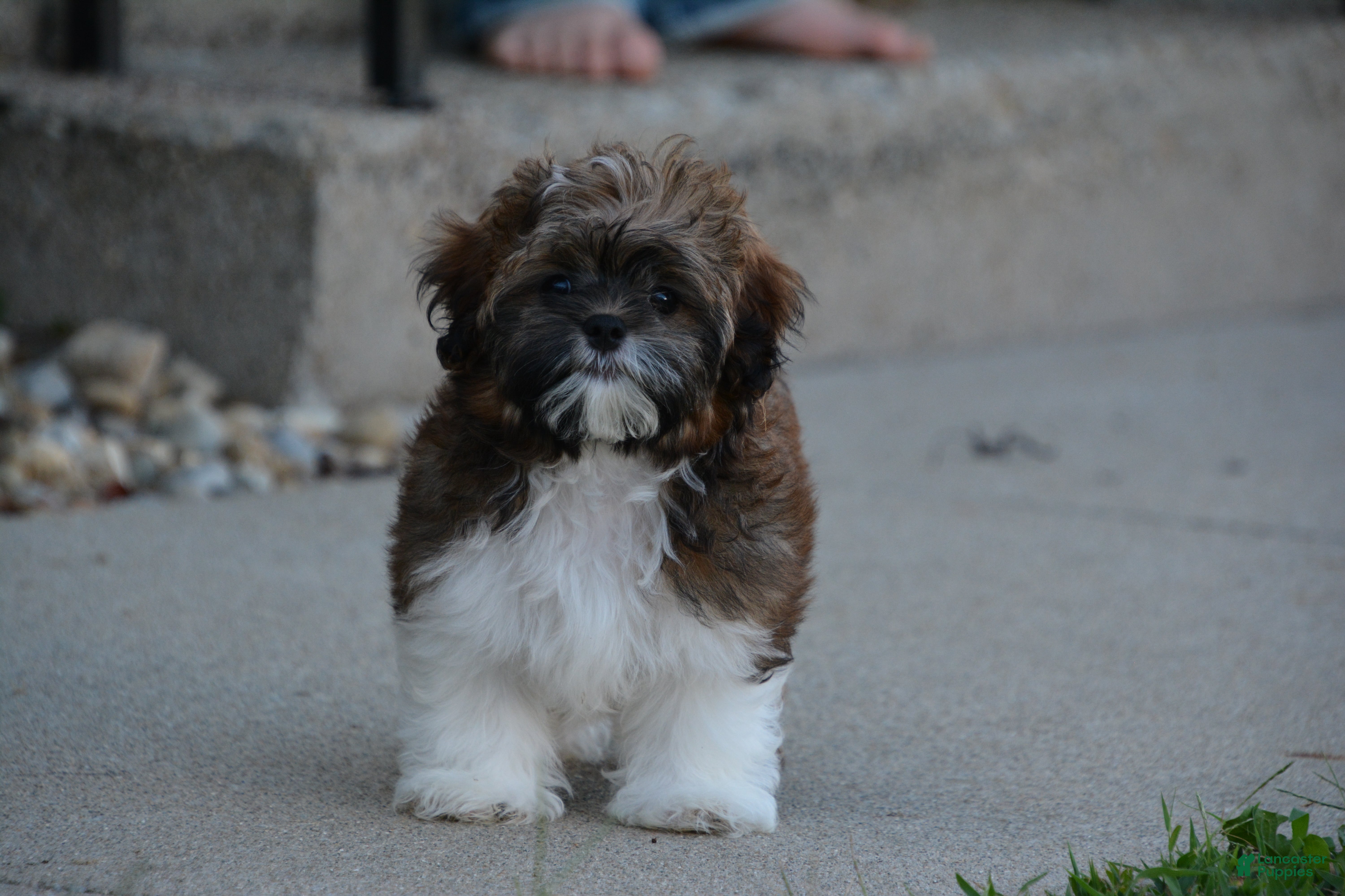 Shihpoo dogs Patches - Ad 2