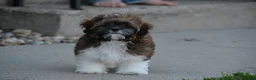 Shihpoo dogs for sale: Patches - Ad 2