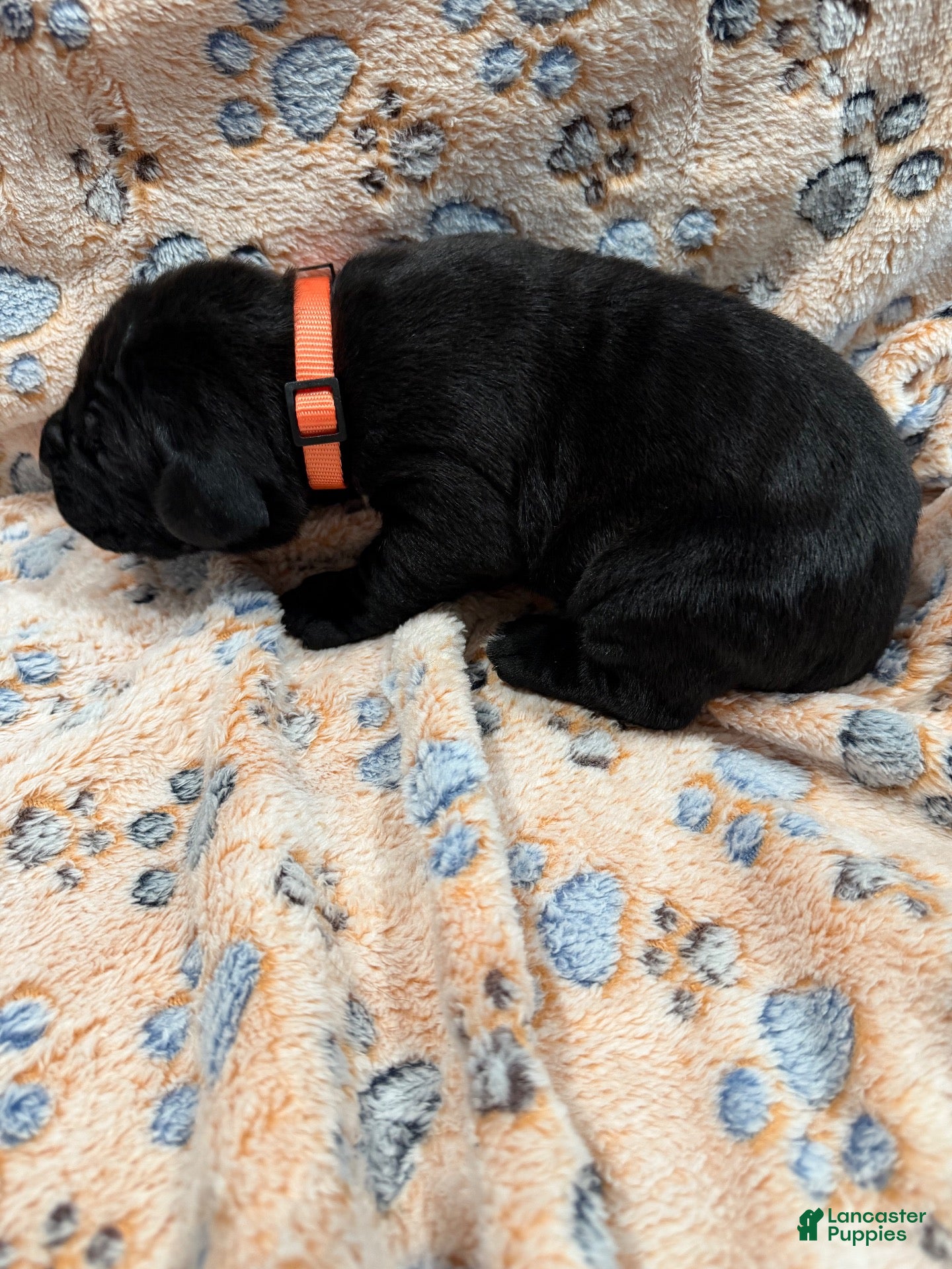 Cane Corso dogs Kage🧡 - Ad 1