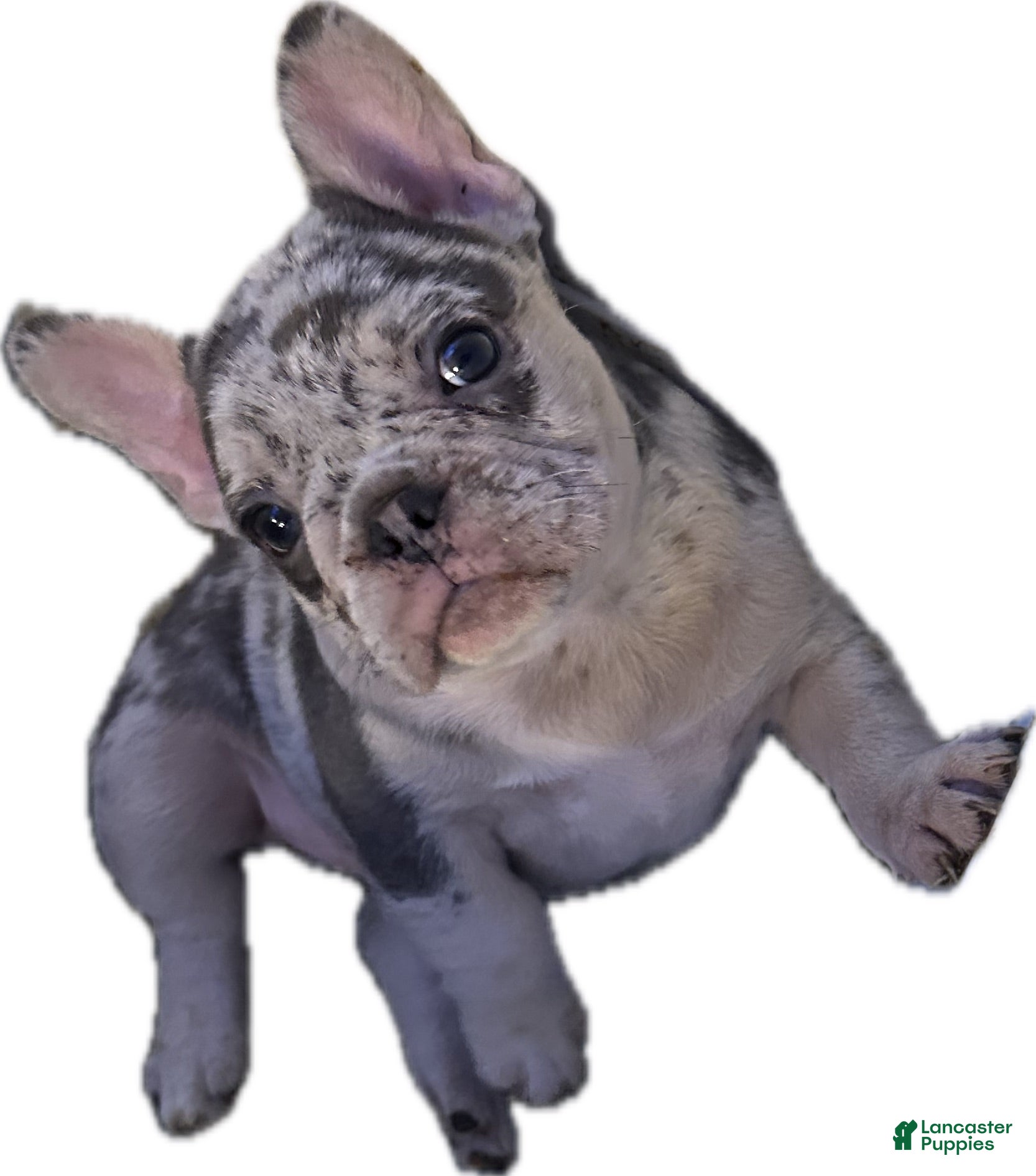 French Bulldog dogs French Bulldog 3 - Ad 2