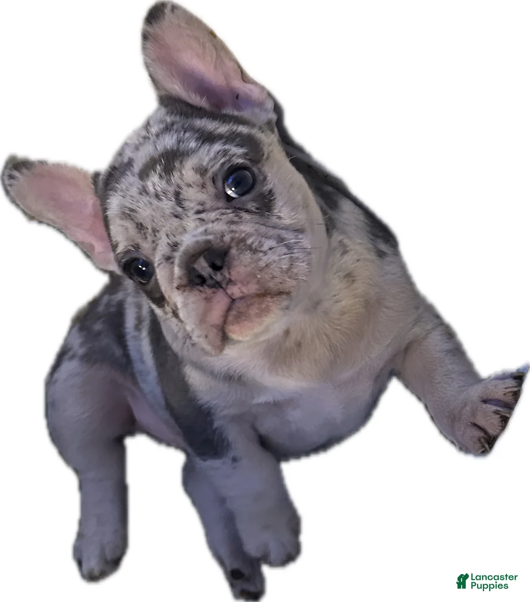 French Bulldog dogs for sale: French Bulldog 3 - Ad 1