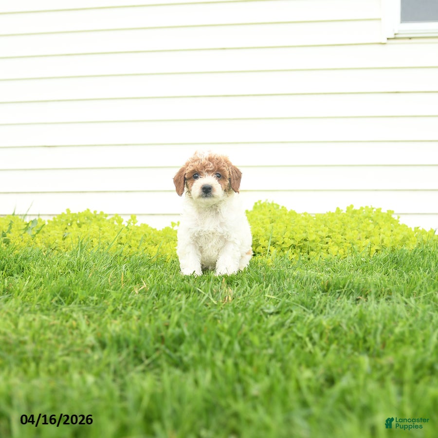 Miniature Poodle dogs Bonnie - Ad 1