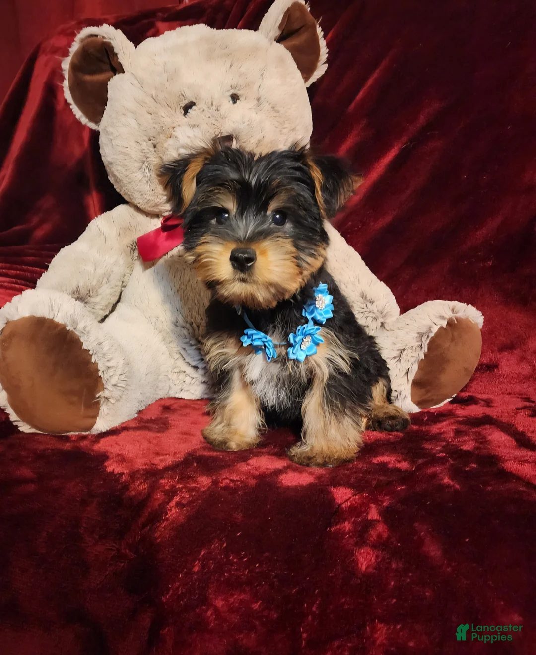 Yorkshire Terrier dogs for sale: LEGEND - Ad 10