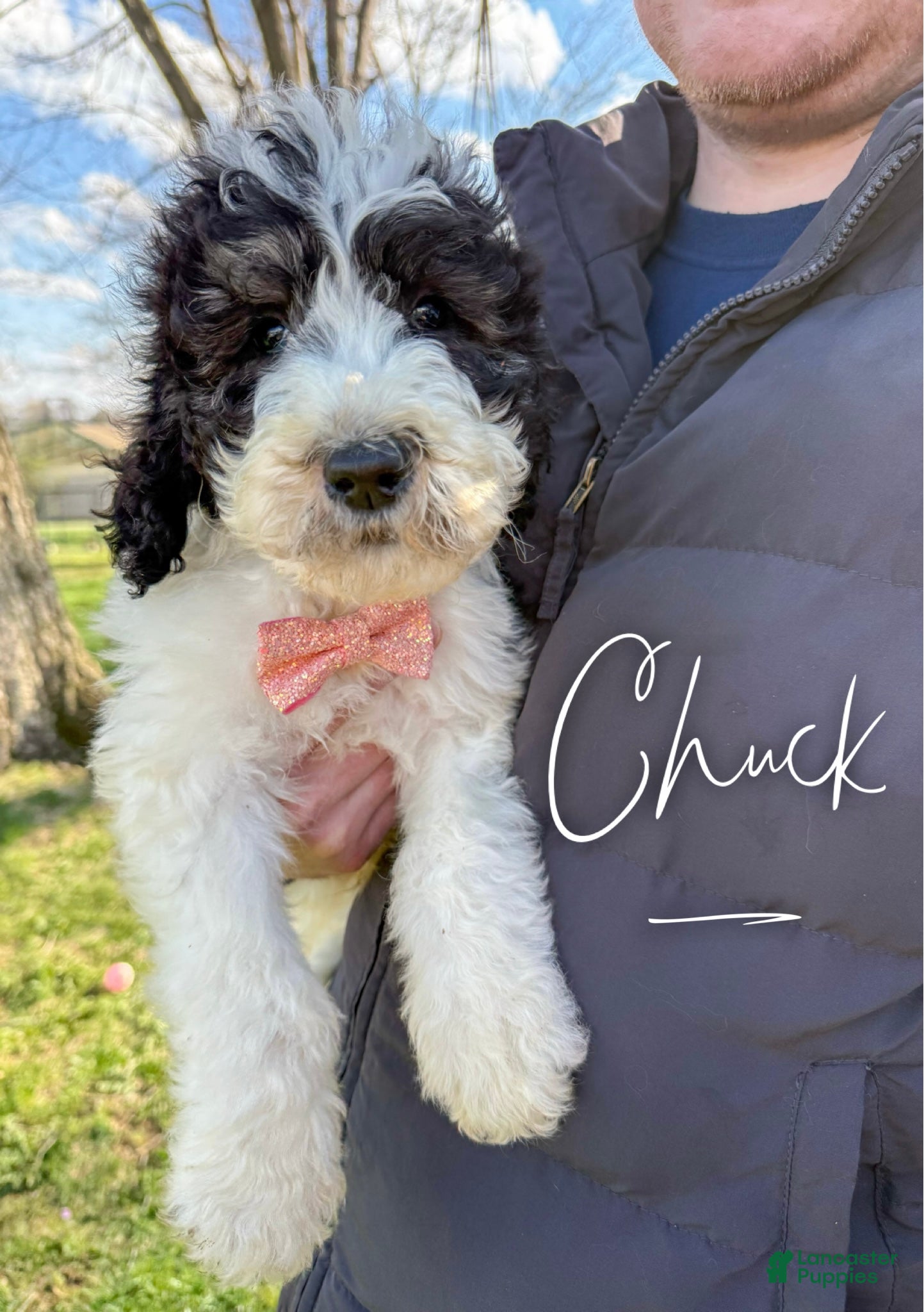 Saint Berdoodles dogs Chuck - Standard F1b - Ad 1