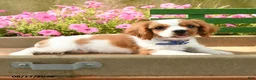 Cavalier King Charles Spaniel dogs for sale: Tommy - Ad 3