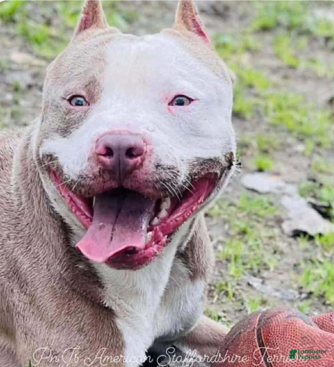 American Staffordshire Terrier dogs for sale: American Staffordshire Terrier Puppy 1 - Ad 4