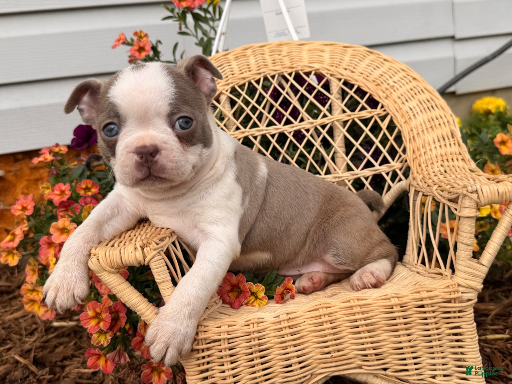 Boston Terrier dogs Lilac  - Ad 2