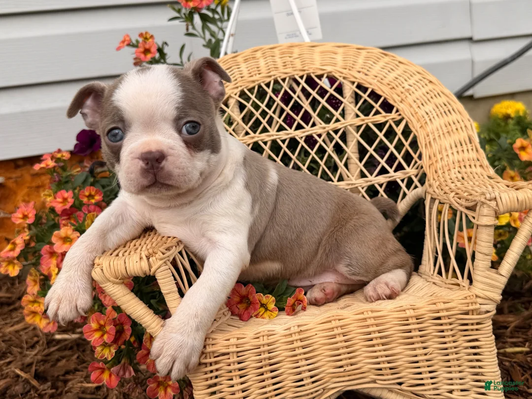 Boston Terrier dogs for sale: Lilac  - Ad 2