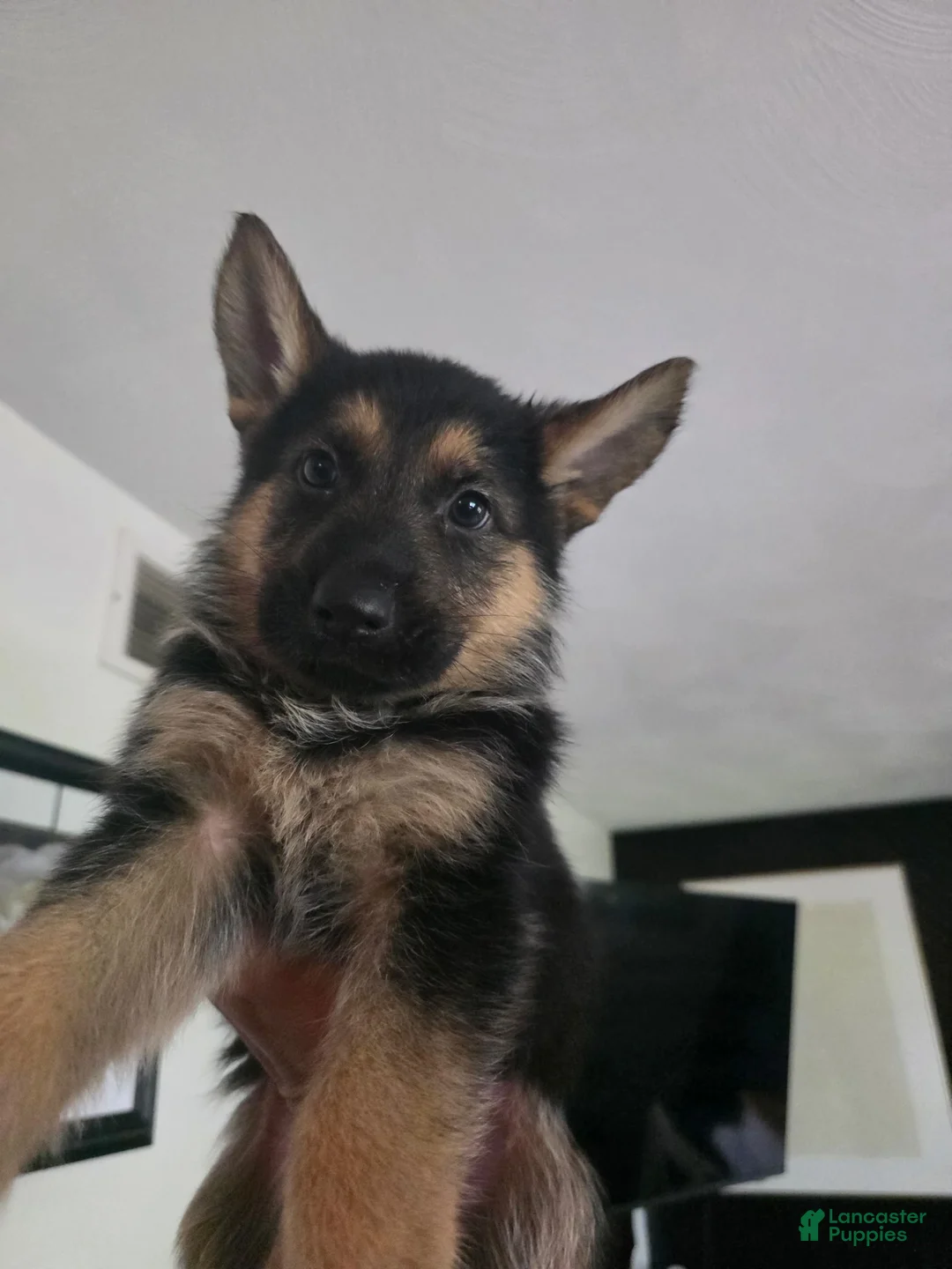 German Shepherd dogs for sale: German Shepherd 1 - Ad 1