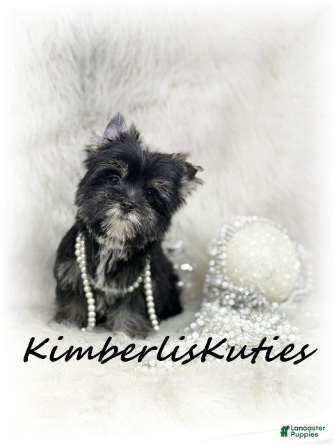 Yorkshire Terrier dogs Yorkshire Terrier 2 - Ad 1