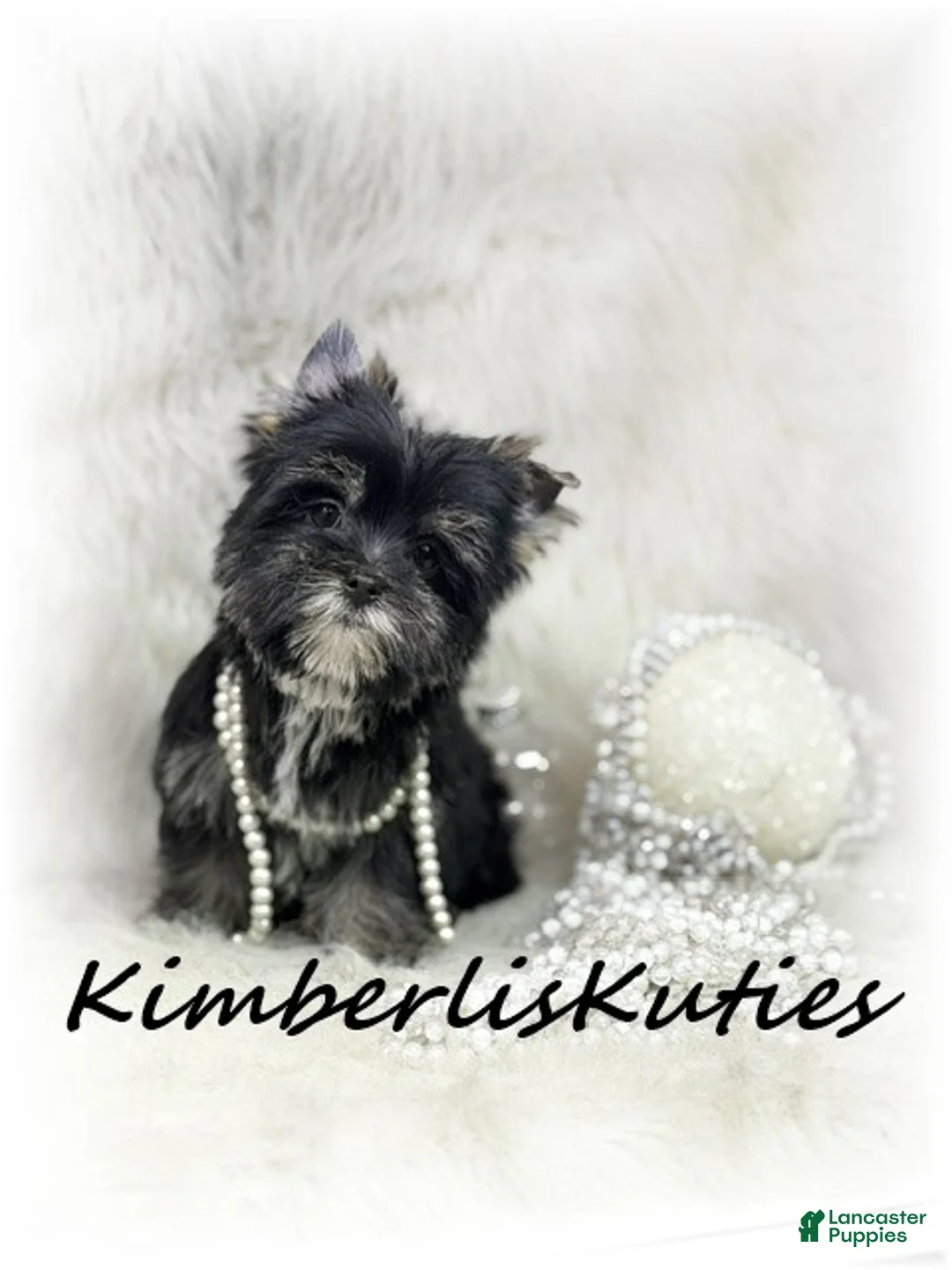 Yorkshire Terrier dogs for sale: Yorkshire Terrier 2 - Ad 1