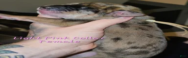 Light pink collar