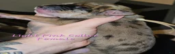Great Dane dogs for sale: Light pink collar - Ad 1