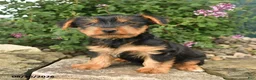 Yorkshire Terrier dogs for sale: Cisco - Ad 4
