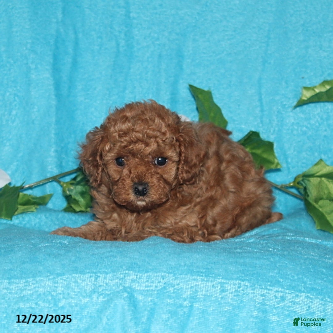 Toy Poodle dogs for sale: Reba - Ad 4
