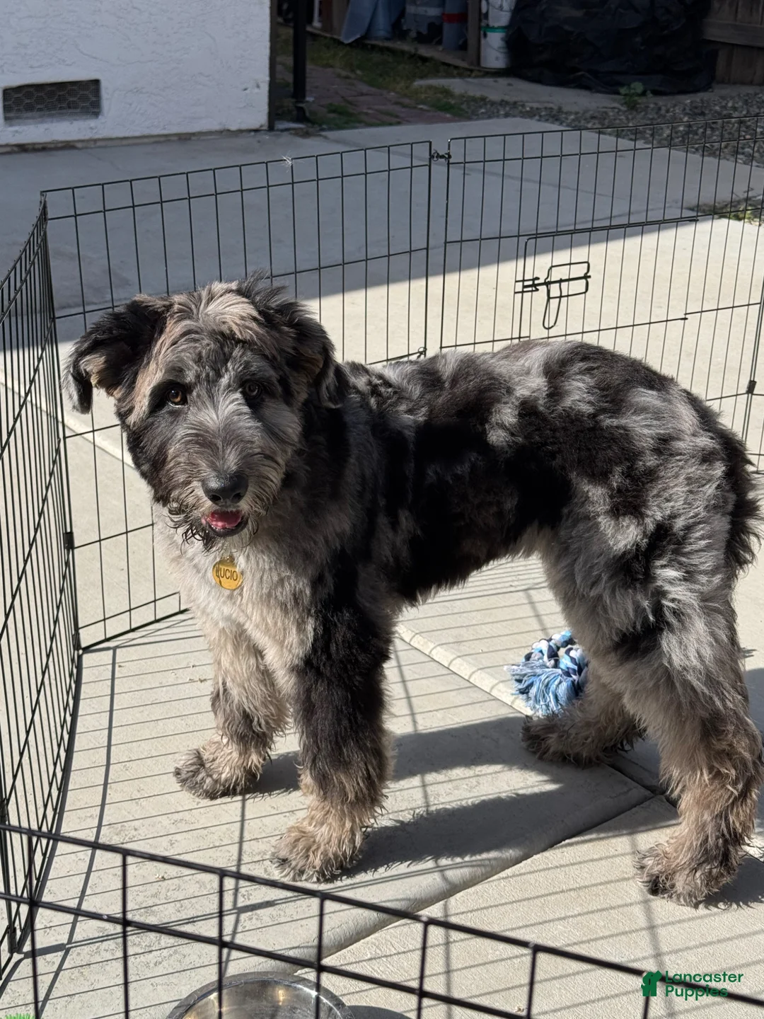 Mixed Breed dogs for sale: Mixed Breed Puppy 1 - Ad 2