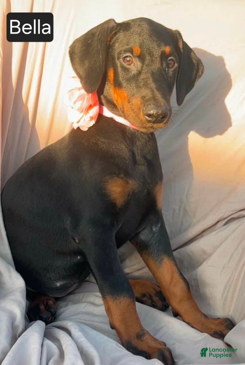 Doberman Pinscher dogs Bella - Ad 2